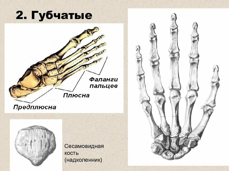 Фаланги стопы. Сесамовидные кости кисти. Сесамовидная кость предплюсны. Губчатые сесамовидные кости. Кости запястья и предплюсны.