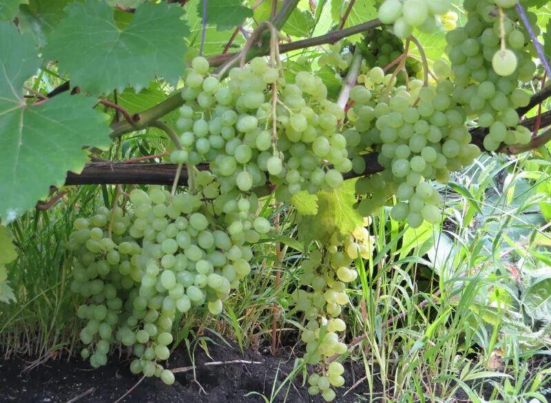 Выращивание винограда средняя полоса. Сорт винограда Ритон. Сорт винограда Мускат Бухарестский. Верментино сорт винограда. Виноград в средней полосе.