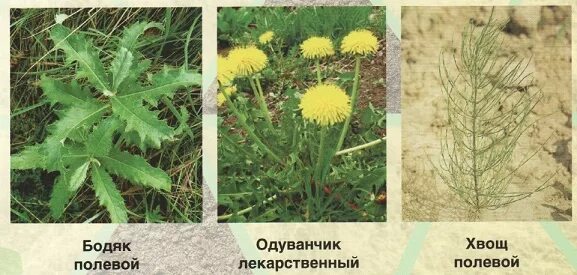 Бодяк полевой (cirsium arvense). Бодяк полевой это покрытосеменные или голосеменные. Репей чертополох бодяк. Бодяк полевой формула. Осот розовый бодяк полевой.