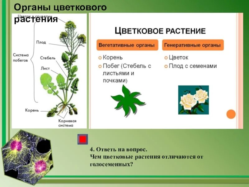 Проверочная по покрытосеменным. Строение цветковых растений. Лабораторная работа строение цветкового растения. Строение органов растений. Лабораторная работа органы цветковых растений.