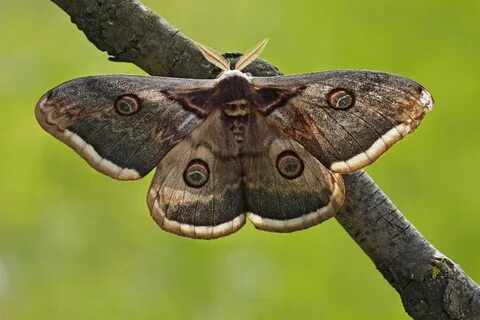 Включи мотыльки