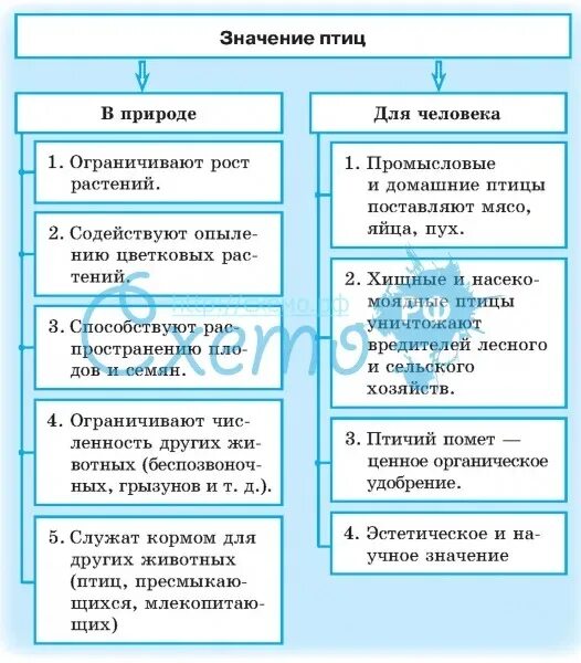 Биология 7 класс значение птиц в природе. Значение птиц в жизни человека. Значение птиц в природе и для человека. Значение птиц для растений. Значение птиц схемк.