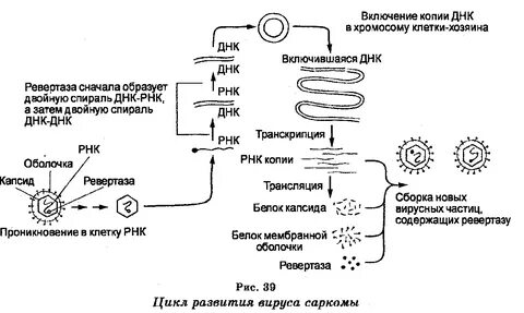 Жизненный цикл рнк содержащих вирусов