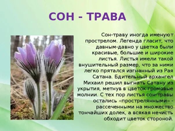 Про сон травы. Легенда о сон траве. сон трава. сон трава рассказ.