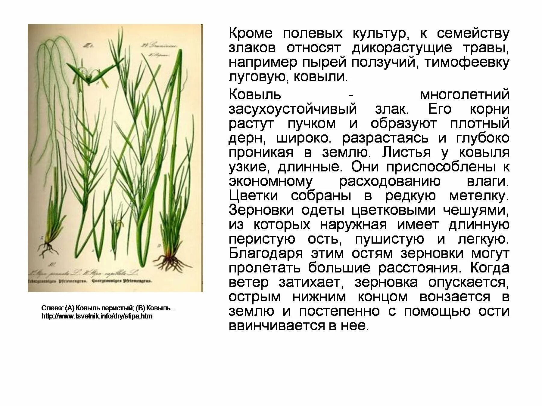 Признаки пырея