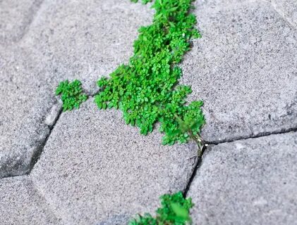 Как убрать мох с плитки
