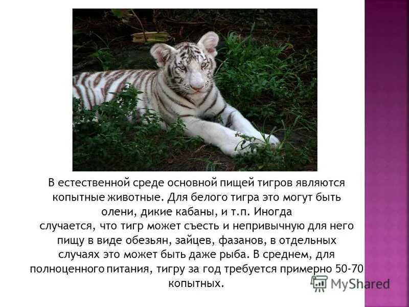 белый тигр красная книга 2 класс. доклад о белом тигре. белый тигр занесен в красную книгу. белый тигр красная книга. животные из красной книги бенгальский тигр.