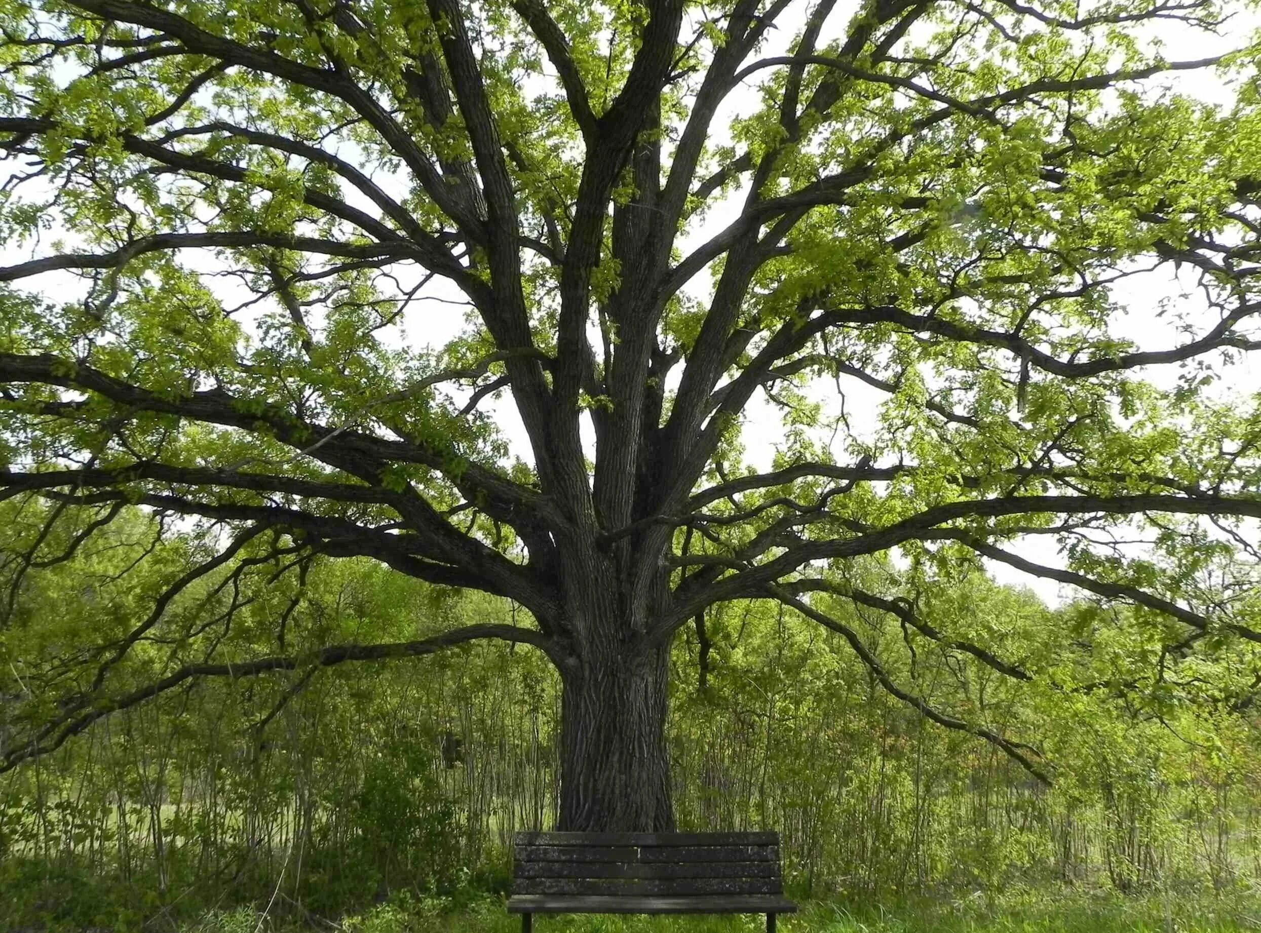 Дуб карагач. Дуб черешчатый (Quercus Robur). Дуб черешчатый Дубрава. Дуб черешчатый аллея. Дуб широколиственный лес.