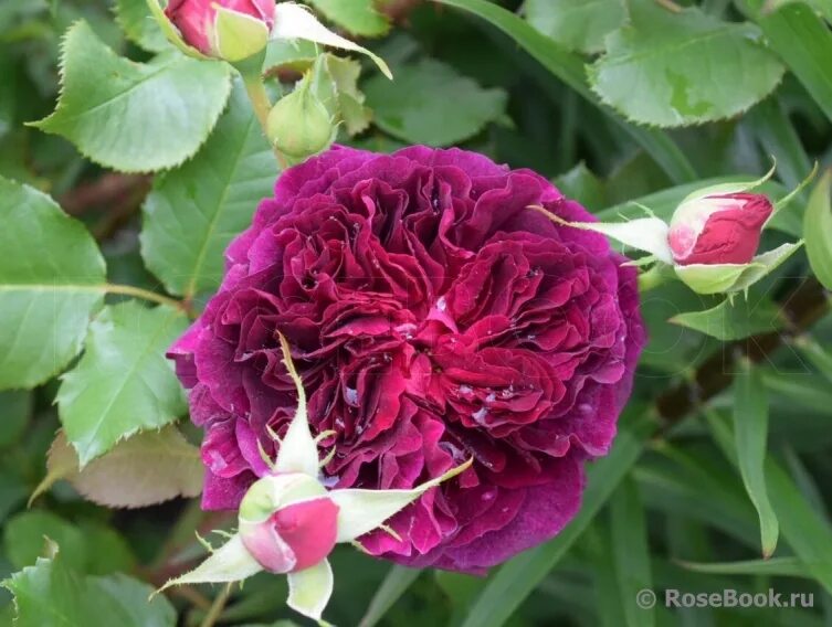 роза английская алая "манстед вуд". роза амадеус и манстед вуд. роза манстед вуд. Munstead wood. роза манстед вуд с пилигрим фото.