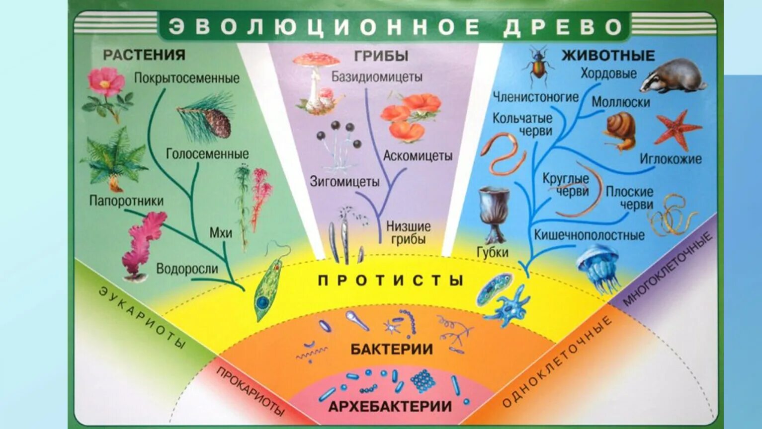 Древо живого. Древо эволюции живых организмов. Эволюционное Древо растений и животных. Эволюционное дерево.