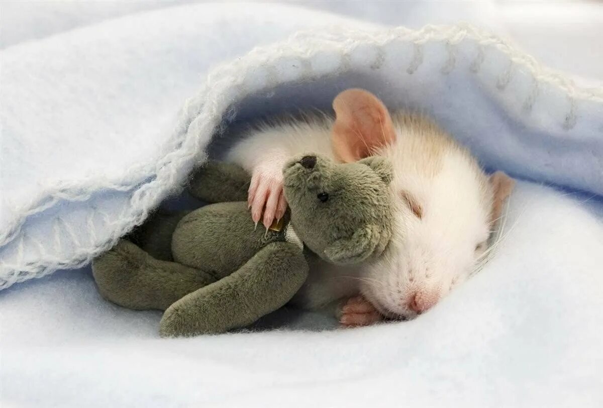 Мыши днем спят ночью