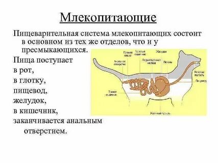 Защита организма у животных