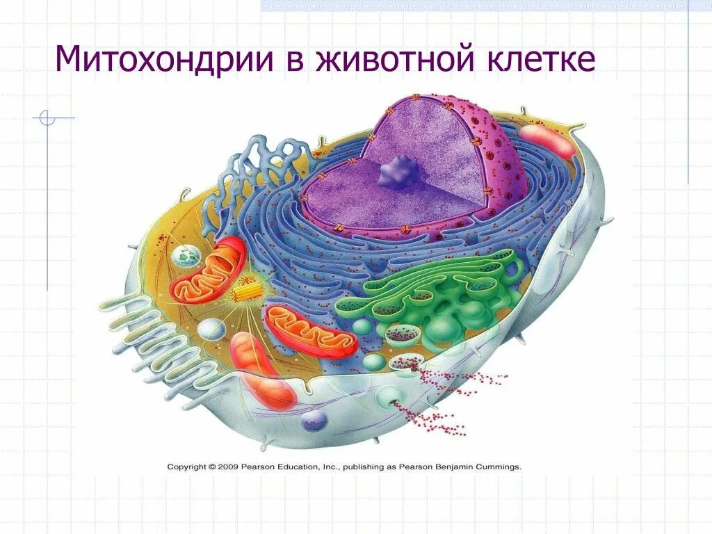 Митохондрии находятся в клетках. Ядро ядрышко митохондрии. митохондрии у клетки эукариот. строение митохондрии цитология.