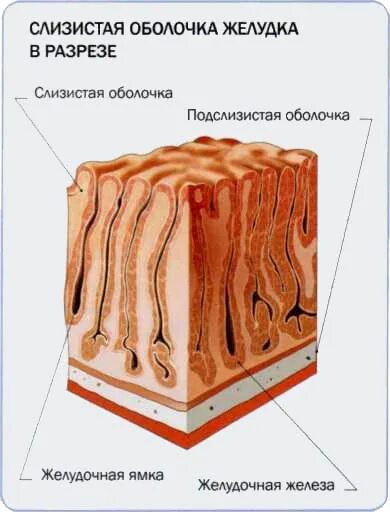 Слизистые покровы или гладкая поверхность мелкие. Строение слизистой желудка. Слизистая оболочка желудка. Рельеф слизистой оболочки желудка. Слизистая оболочка желудка анатомия.