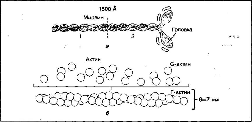 Структура актина и миозина. Актин миозин АТФ. Строение миозина биохимия. Строение молекулы миозина. Актин состоит
