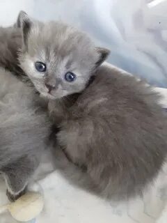 Котята энгельс в добрые