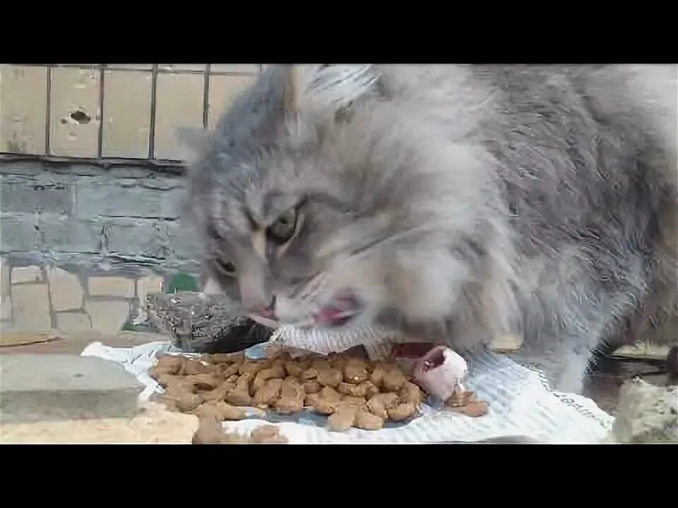 Кот не заходит в бар. Кот не заходит в бар
