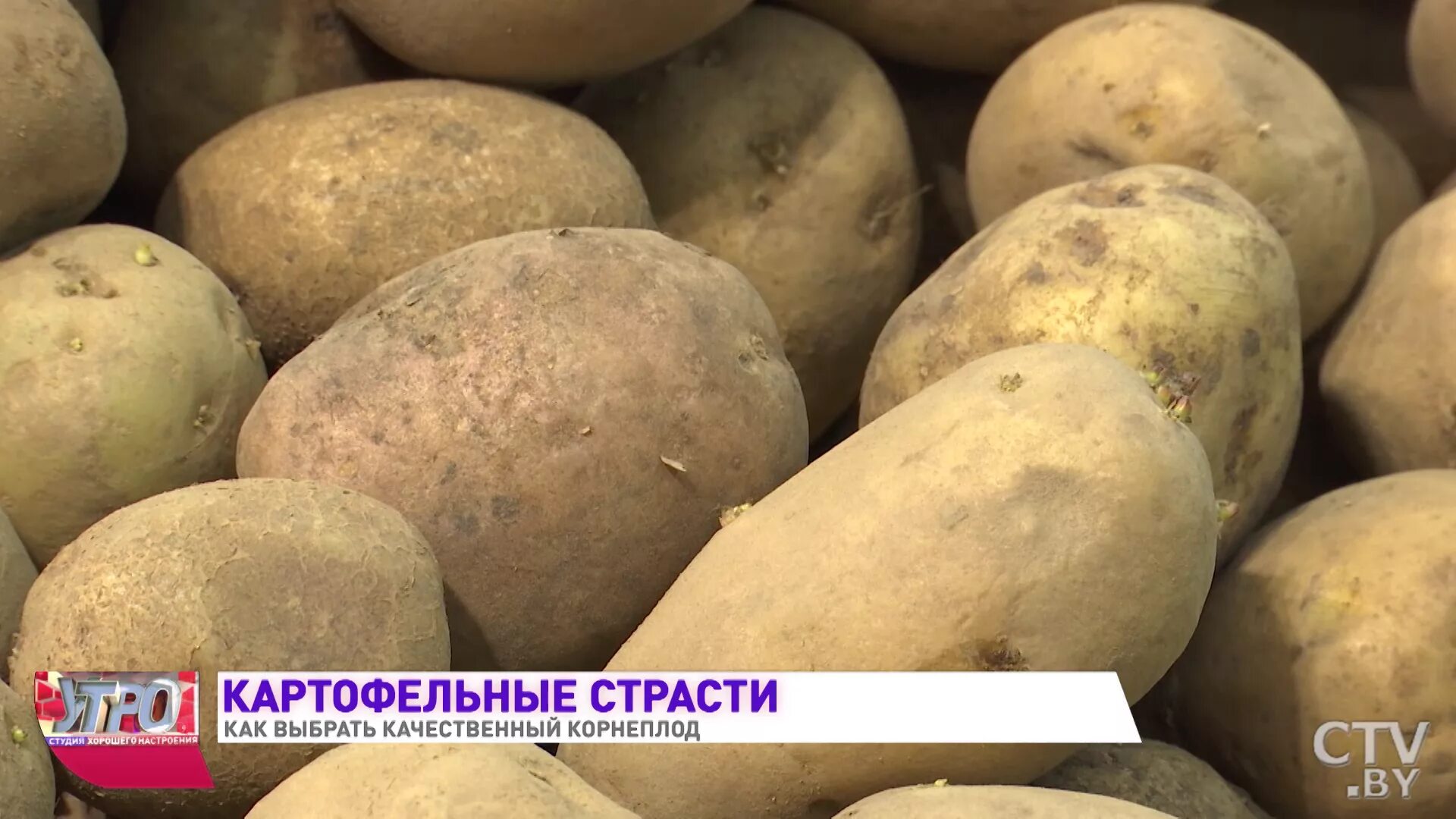 Как правильно выбирать картофель. Овощная продукция. как правильно выбрать картофель в магазине. мтз чтобы подбирала картофель.