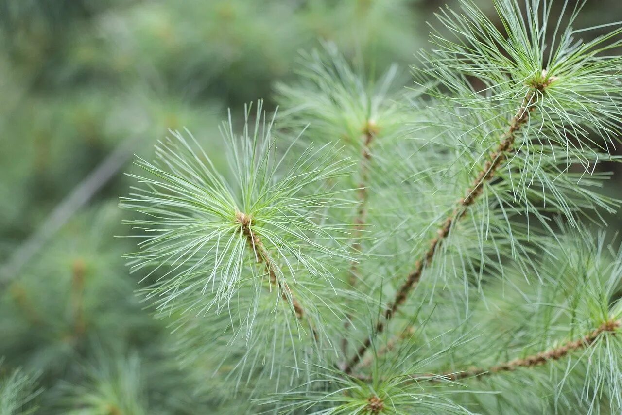 Лиственница европейская larix decidua. Мягкие хвоинки. Тис хвойное дерево с мягкими иголками. Хвойное с мягкими иголками. Пихта сибирская хвоя.