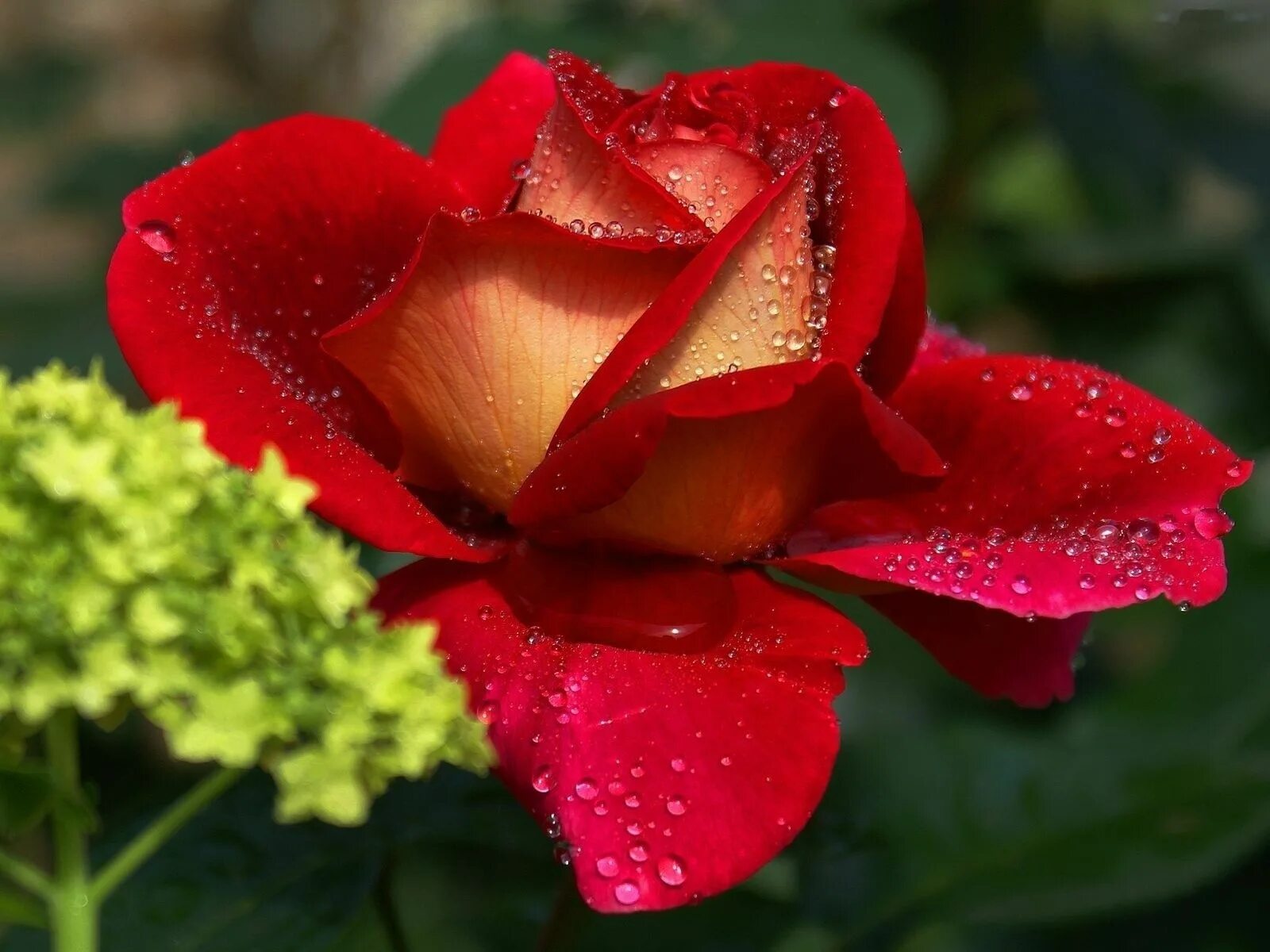 Чиройлик гулар. Капская маргаритка. Необычные цветы. Красивые цвета. Красивые розы.