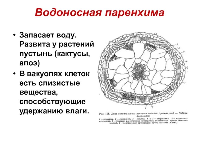 Формирование скелета растения ткань. Водоносная ткань растений. основная паренхима стебля рисунок. водоносная паренхима ткань. основная ткань паренхима строение.