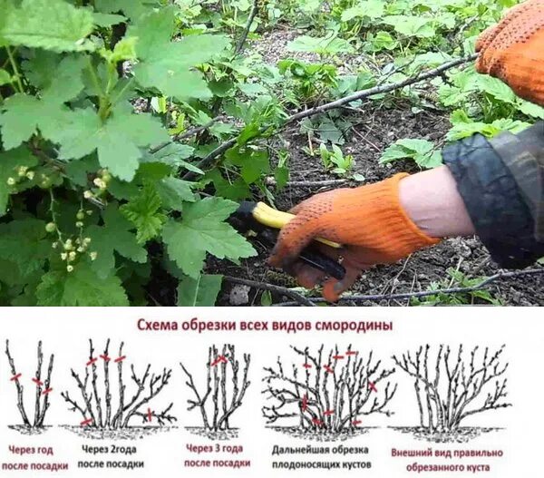 Чем удобрить черную смородину после сбора урожая. Чем удобрить черную смородину после сбора урожая