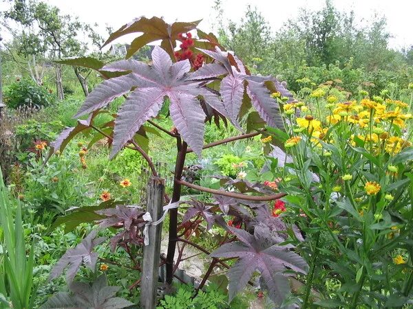 Клещевина. Сеянцы клещевины. Клещевина когда сажать на рассаду. Клещевина маленький росток. Клещевина обыкновенная рассада.