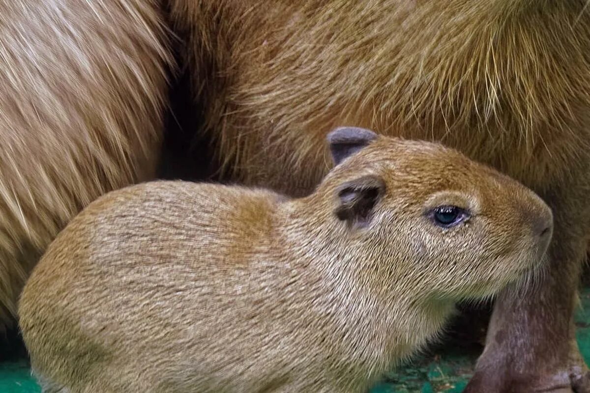 Есть ли в зоопарке капибары. Капибара Новосибирский зоопарк. Капибара детеныш. Капибара в Новосибирском зоопарке. Капибара Новосибирский зоопарк 2023.