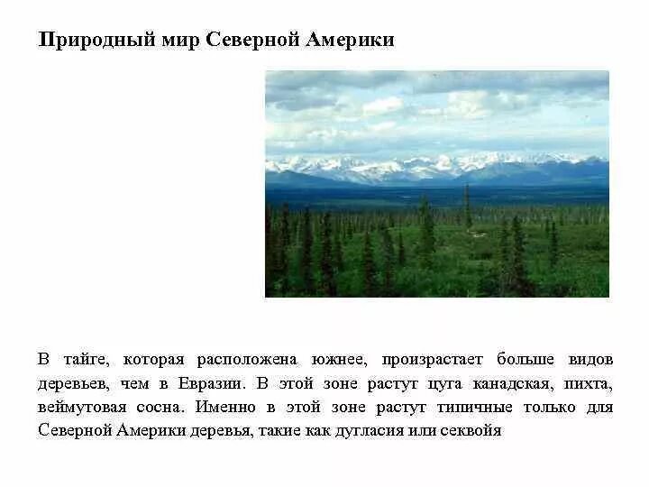 Какая характеристика в тайге. Природные зоны Северной Америки Тайга. Климат тайги Северной Америки. Сообщение о тайге Северной Америки. В какой природной зоне растет сосна.