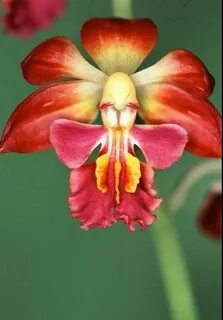 Saint avangeline your rarest of flowers