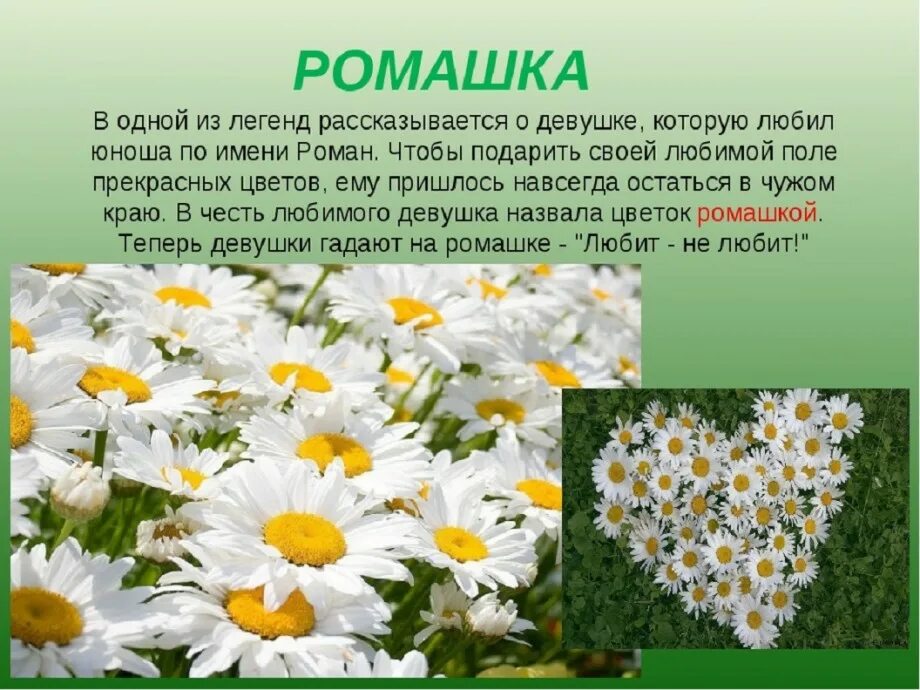 Составить и записать текст о растении