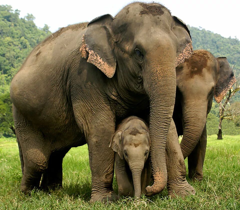 Сколько диких слонов. Слон слониха Слоненок. Семья слонов. Красивые слоны. Слониха со слоненком.