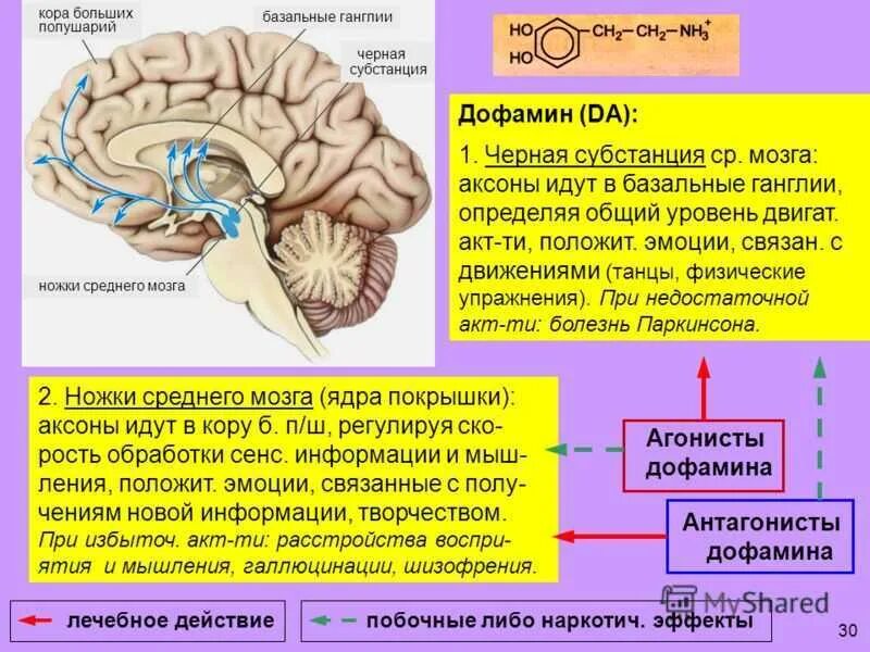 Базальные ганглии мозга. Базальные ганглии дофамин. Дофаминовая система мозга. Дофаминовые структуры головного мозга. Нейроны черной субстанции среднего мозга.