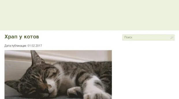 Храпит кошка нормально ли. Храп кота. котенок храпит. котенок храпит мем. кот валерьянщик горе в семье.