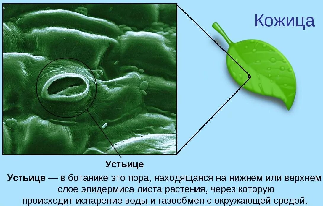 Устье растений. Эпидермис листа с устьицами. Устьица у растений биология 6. Устьица находятся в кожице листа. Устьице это в биологии 6 класс.