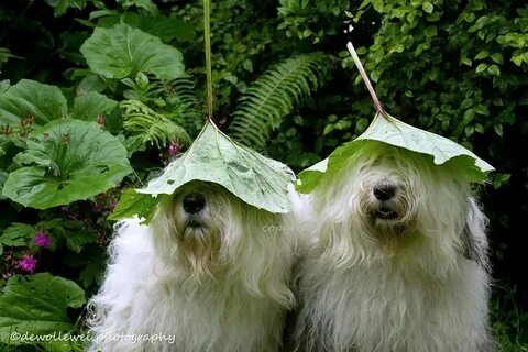 Dog and sarah