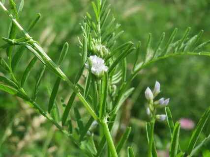 Plant wiki