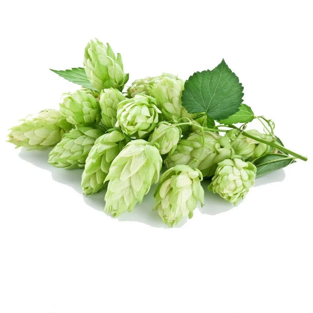 Экстракт хмеля. Магнум co2 экстракт хмеля. Хмель фото. Сыворотка корень лопуха для волос. Хмель экстракт плодов водорастворимый.