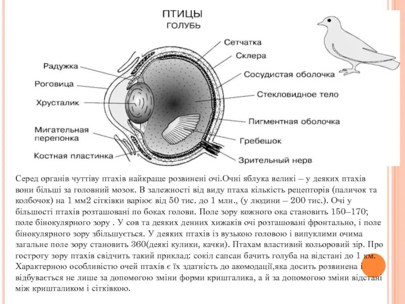 Структура глаза птицы. Строение глаза птицы. Строение глаза голубя. Анатомия глаза птиц. Внешнее строение глаза птицы.