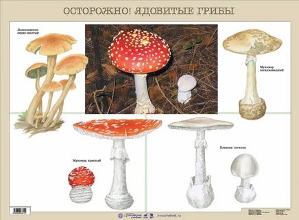 Ядовитые грибы обж 8 класс