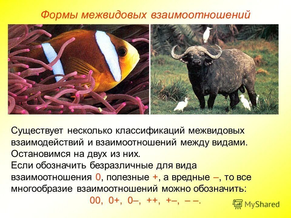 Межвидовые отношения презентация. Биотические факторы комменсализм. Межвидовые взаимоотношения комменсализм. Биотические отношения комменсализм. Биотические взаимоотношения комменсализм.