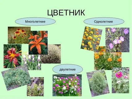 Двулетние многолетние