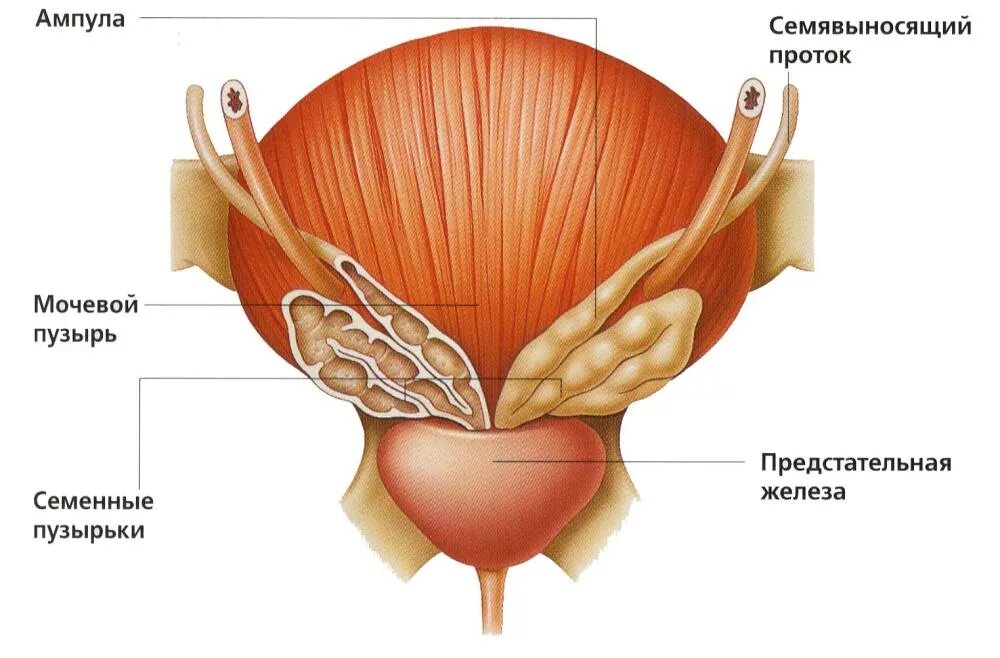 Простата минск. Предстательная железа и семенные пузырьки анатомия. Семенные пузырьки везикулит. Семенные пузырьки анатомия расположение. Семенные пузырьки и ампулы семявыносящих протоков.