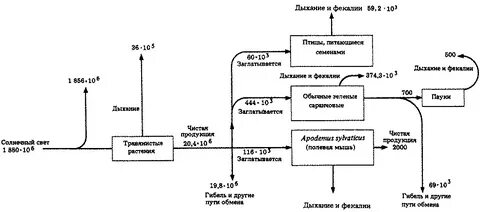 Рассчитайте первичную продукцию экосистемы