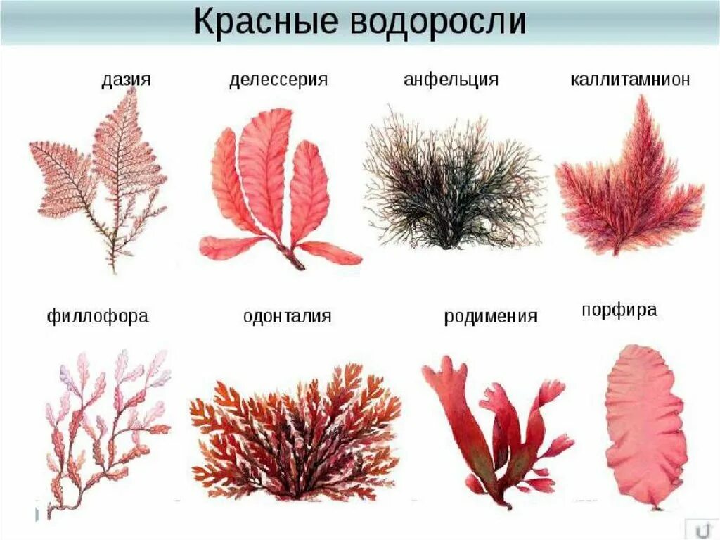 Красные водоросли 7 класс. Багрянки водоросли представители. Красные водоросли багрянки представители. Красная водоросль ламинария порфира. Красные водоросли багрянки Филлофора порфира.