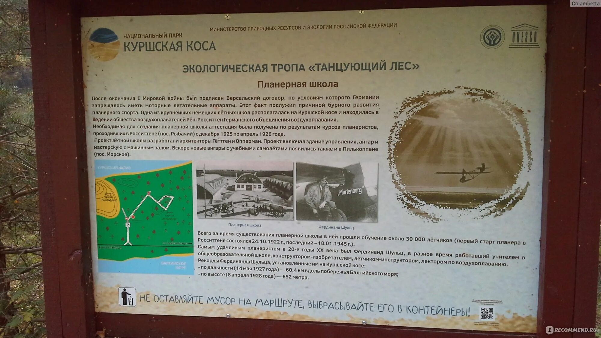 Погода лесное куршская коса калининградская. Национальный парк куршская коса литва. Пляшущий лес куршская коса. Куршская коса сосновый лес. Авандюна на куршской косе.