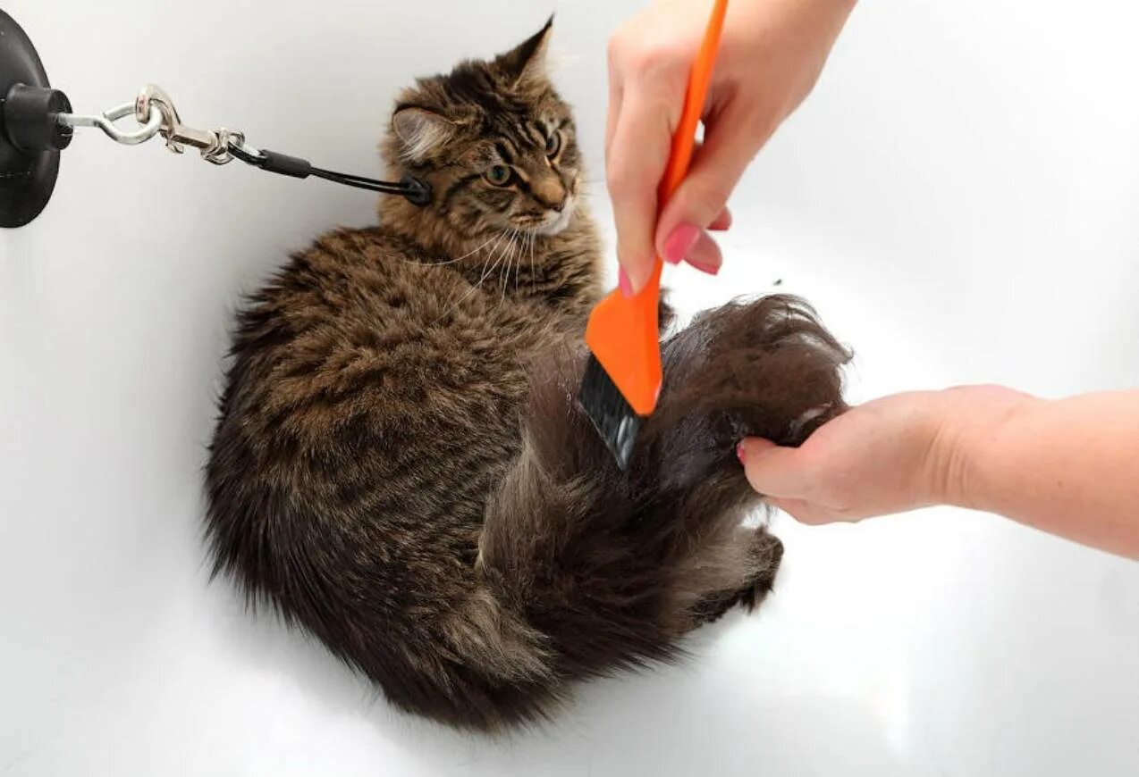 Через сколько можно мыть котов. Вычесывание Мейн куна. Приспособление для мытья кошек. Мытье кота. Щетка для мытья кошек.