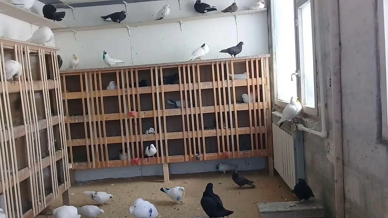 Как сделать гнезда для голубей. Вольеры для голубей. обустройство голубятни. ячейки для голубей. гнездо голубя.