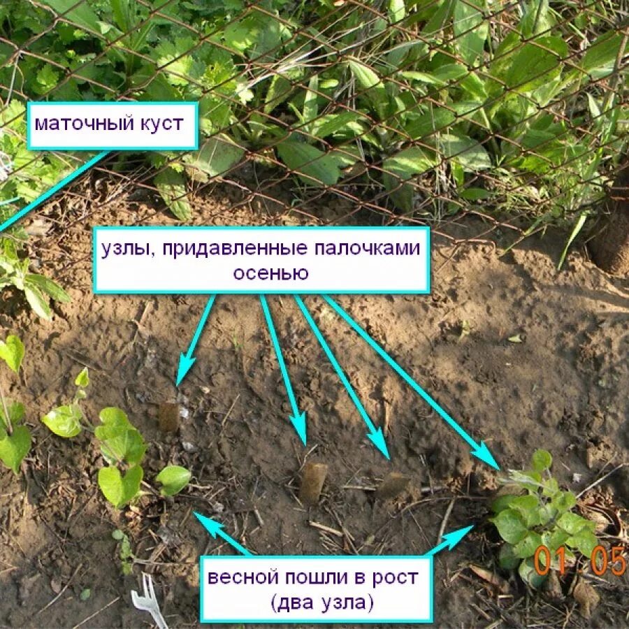 Клематисы посадка и уход в открытом. Сажаем клематис. посадка клематиса в открытый грунт. клематис посадка. клематис размножение отводками.