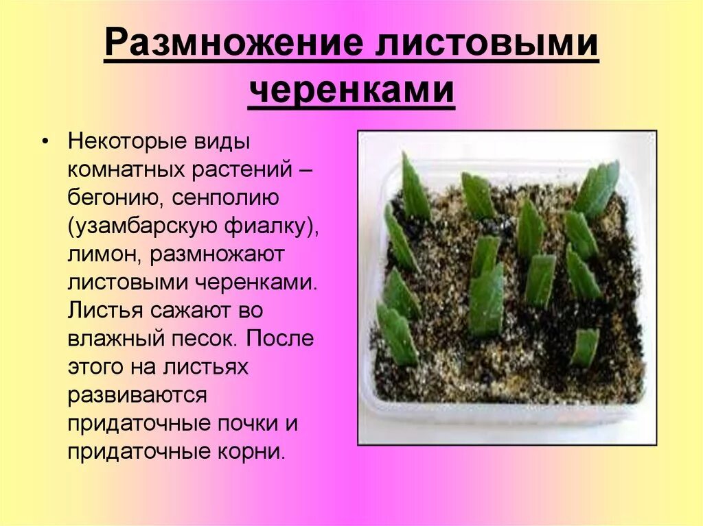 Размножение листовыми черенками примеры растений Листовыми черенками размножаются Telegraph